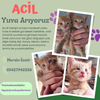 ÇOK ACİL..