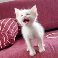 Bu miniğe..
