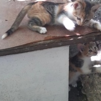 İKİZLERİM..
