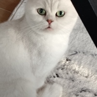 Ürkek kız..