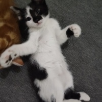 OREO'YA A..