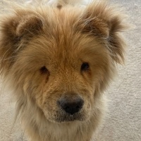 CHOW CHOW..