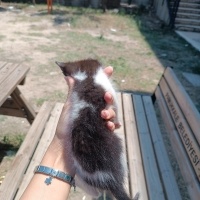 Lokum yuv..