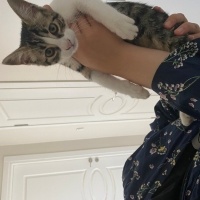 Çok acil..