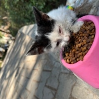 Adı Minik..