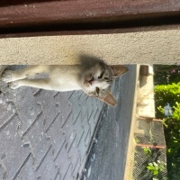 DİKKAT RA..