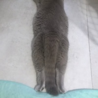 Dişi kısı..