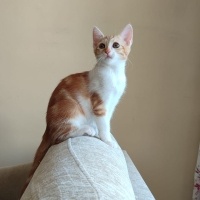 Minik Eyl..