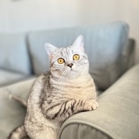 Ömürlük y..