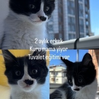 Şans Kedi..