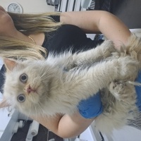 Ragdoll,..