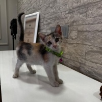 Minik Pre..
