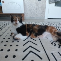 Asil kıza..