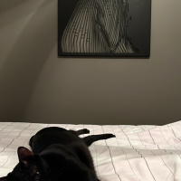 Kara kedi..