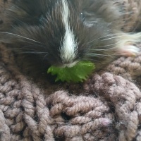 Gine pig..
