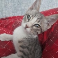 Temiz egi..