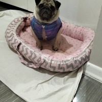 Pug sahip..