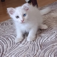 Minnosumu..