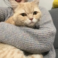 Susam oğl..