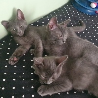 3 tane ço..