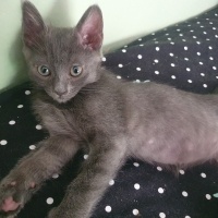 Korat cin..