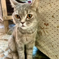 Cana Yakı..