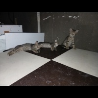 3 Bebek v..