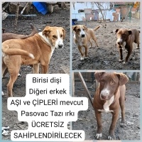 PASOVAC T..