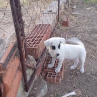 Minikleri..