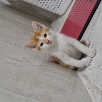 Pati açıs..