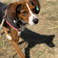 Beagle me..