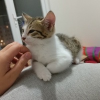 Kucakta u..