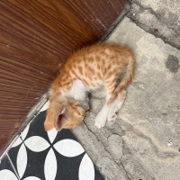 Sokak ked..
