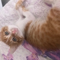 Miniko bi..