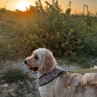 Alex aile..