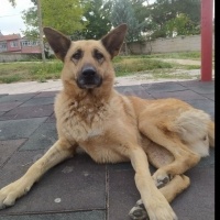 Belçika k..