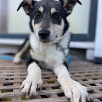 Husky lab..