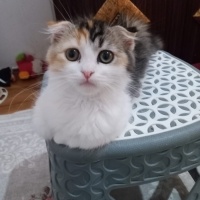 Kızımız A..