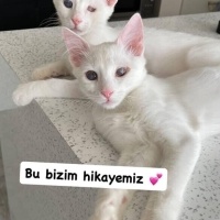 Ücretsiz..