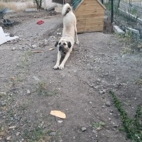 12 aylık..
