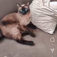 Safkan Si..