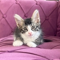 Minik kal..