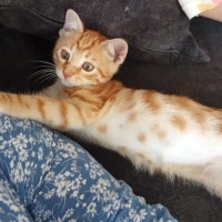 Kedi sahi..