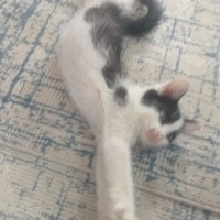 Kedi sahi..