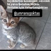Yavru sok..