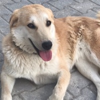 Akita İnu..