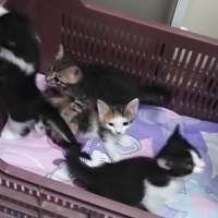 4 adet ya..