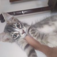3 adet ya..