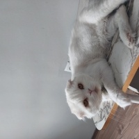 Adı paşa..