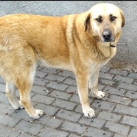 KOCA OĞLA..